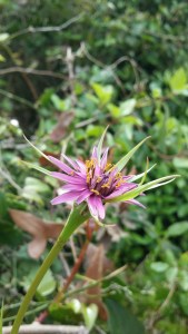kaurajuuri-tragopogon-porrifolius