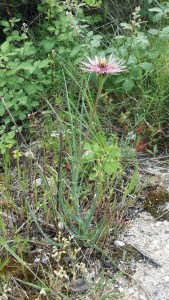 kaurajuuri-tragopogon-porrifolius2