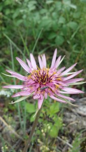 kaurajuuri-tragopogon-porrifolius3