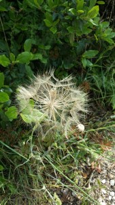 kaurajuuri-tragopogon-porrifolius5