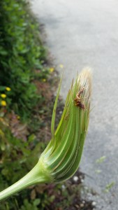 kaurajuuri-tragopogon-porrifolius8