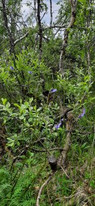 kellosinilatva-polemonium-acutiflorum4