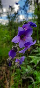 kellosinilatva-polemonium-acutiflorum5
