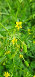 konnanleinikki-ranunculus-sceleratus