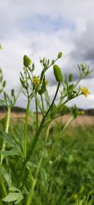 konnanleinikki-ranunculus-sceleratus3
