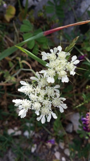 koruputki-tordylium-officinale