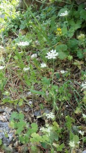 koruputki-tordylium-officinale2