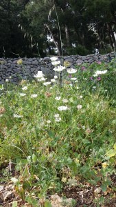 koruputki-tordylium-officinale3