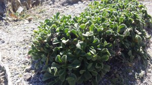 merikeltatähti-asteriscus-maritimus2