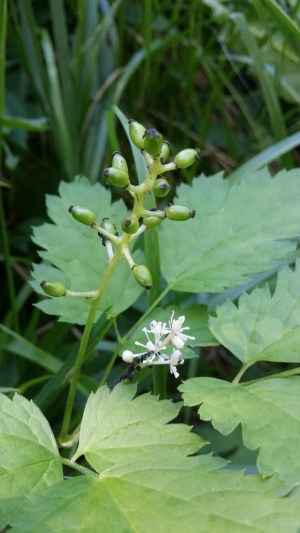 mustakonnanmarja-actaea-spicata