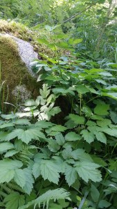 mustakonnanmarja-actaea-spicata2