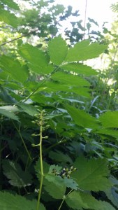 mustakonnanmarja-actaea-spicata3