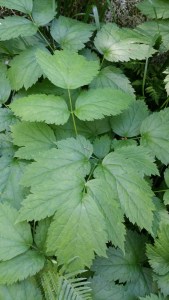 mustakonnanmarja-actaea-spicata4