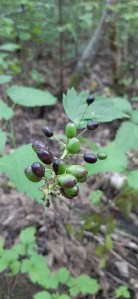 mustakonnanmarja-actaea-spicata5