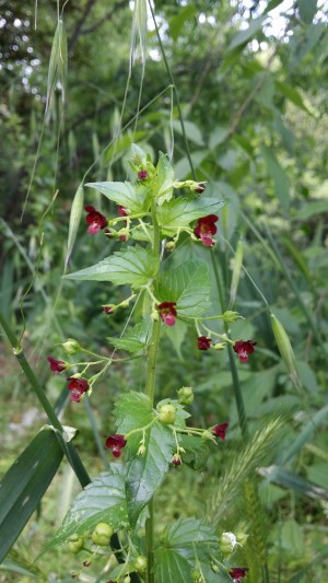 nokkossyyläjuuri-scrophularia-peregrina