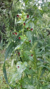 nokkossyyläjuuri-scrophularia-peregrina2