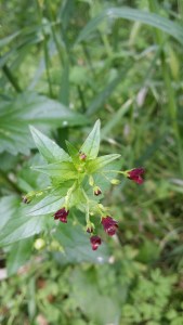 nokkossyyläjuuri-scrophularia-peregrina3