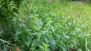 nokkossyyläjuuri-scrophularia-peregrina5