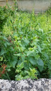 nokkossyyläjuuri-scrophularia-peregrina7