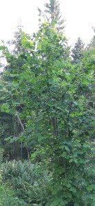 pähkinäpensas-corylus-avellana3