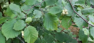 pähkinäpensas-corylus-avellana4