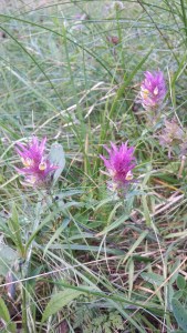 peltomaitikka-melampyrum-arvense3