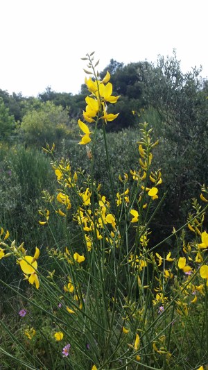 piiskaherne-spartium-junceum2