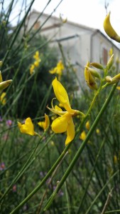 piiskaherne-spartium-junceum3