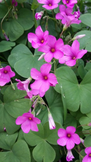 rusokäenkaali-oxalis-articulata