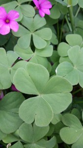 rusokäenkaali-oxalis-articulata3