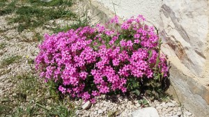 rusokäenkaali-oxalis-articulata5