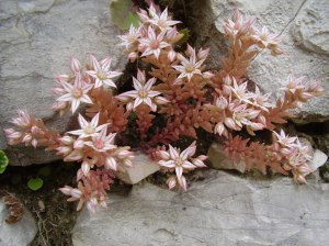 rusomaksaruoho-sedum-rubens-L
