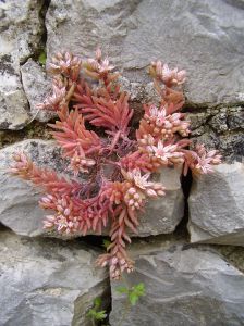 rusomaksaruoho-sedum-rubens-L