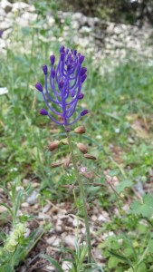 töyhtöhelmililja-muscari-comosum