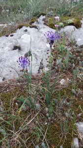 töyhtöhelmililja-muscari-comosum2
