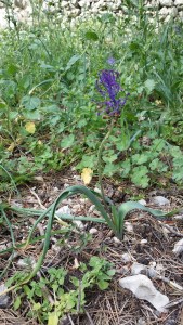 töyhtöhelmililja-muscari-comosum3