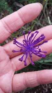 töyhtöhelmililja-muscari-comosum4