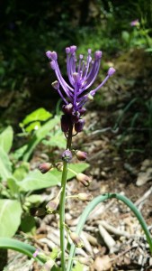 töyhtöhelmililja-muscari-comosum5