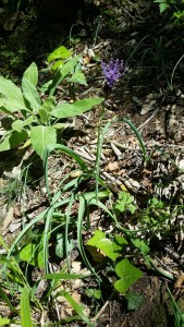 töyhtöhelmililja-muscari-comosum6