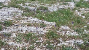 töyhtöhelmililja-muscari-comosum7