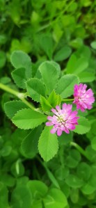 tuoksuapila-trifolium-resupinatum