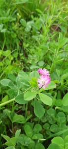 tuoksuapila-trifolium-resupinatum3