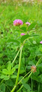 tuoksuapila-trifolium-resupinatum5