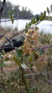 vaivero3-chamaedaphne-calyculata