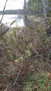 vaivero4-chamaedaphne-calyculata