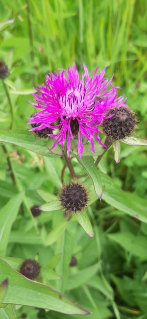 idännurmikaunokki-centaurea-phrygia-ssp-phrygia