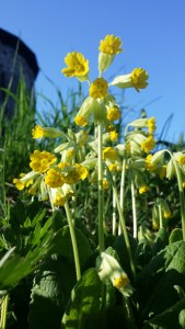 kevätesikko-primula-veris2