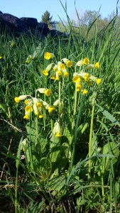 kevätesikko-primula-veris3