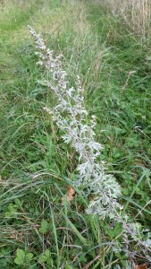 mali-artemisia-absinthium2