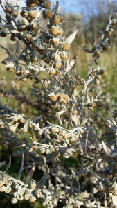 mali-artemisia-absinthium4